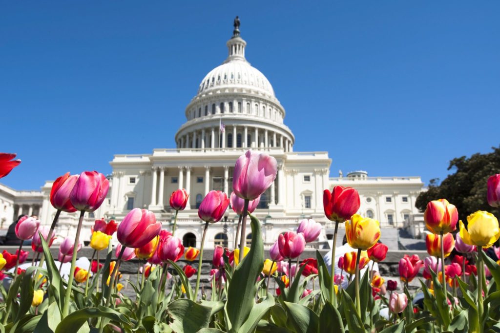 2021CR-capitol-with-pink-and-yellow-tulips-original-1024x682 2021CR-capitol-with-pink-and-yellow-tulips-original-1024x682